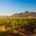 Stellenboschin viinitarhoja Etelä-Afrikka