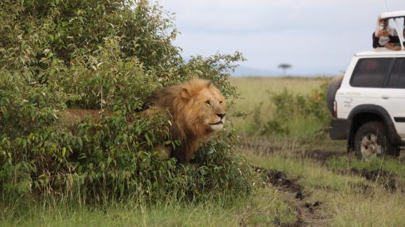 Leijona-kurkistaa-safari-ajolla-Masai-Marassa