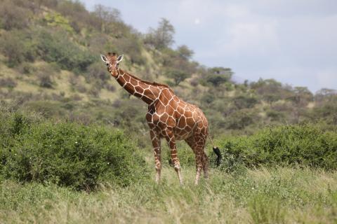 Kirahvi-Samburussa-Kenia