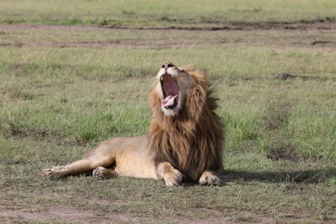 Leijona-haukottelee-Masai-Mara-Kenia