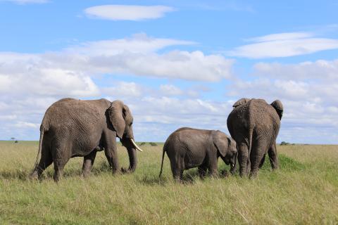 Norsulauma-Masai-Mara-Kenia