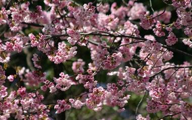 Sakura-Japani-kevaalla