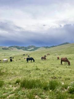 Villihevoset-Mongolia