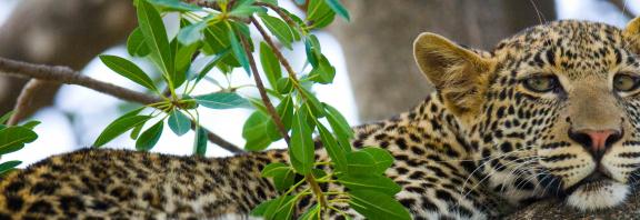 Leopardi-Kenia-safarit-Olympia