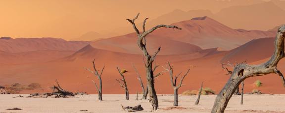 Ikivanhat-kuivuneet-akaasiapuut-Deadvlein-Namibia-Olympia