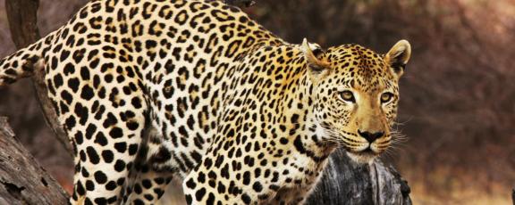 Leopardi-Etela-Afrikka-Olympia