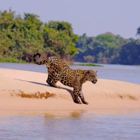 Jaguaari-Porto-Jofre-Brasilia-Olympia-Kaukomatkat