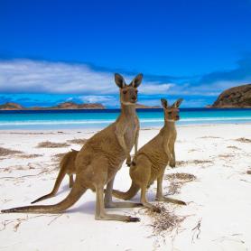 Kengurut-poseeraavat-Kangaroo-Island-Australia-Olympia-Kaukomatkat