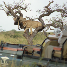 Leijonat-puussa-safariajolla-Bayala-Lodge-Etela-Afrikka