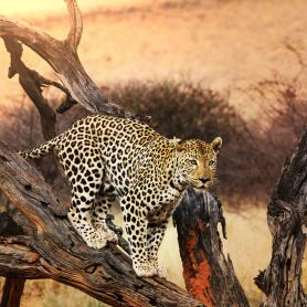 Leopardi-Etela-Afrikka-Olympia-Kaukomatkat