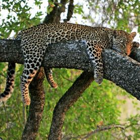 Leopardi-loikoilee-puun-oksalla-Etela-Afrikka-Olympia