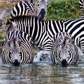 Seeprat-Tarangire-Tansania-Olympia-safarit