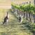 Kengurut-viinitilalla-Hunter-Valley-Australia