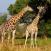 Kirahvit-kavelylla-Pilanesberg-safari-Etela-Afrikka