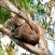 Koala-eukalyptuspuussa-Kangaroo-Island-Australia