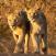 Leijonat Pilanesbergissä Etelä-Afrikassa