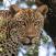 Leopardi-Murchison-Fallsin-kansallispuisto-Uganda