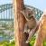 Nukkuva-koala-Sydney