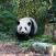 Panda-Isopandojen-kasvatuskeskus-Chengdu-Kiina