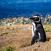 Pingviini-Punta-Arenas-Chile