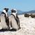 Pingviinit, Cape Town, Etelä-Afrikka