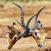 Taistelevat impalat Samburun kansallispuisto Kenia