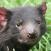 Tasmanian-pussipiru-Australia