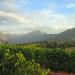 Stellenboschin viinitila Etelä-Afrikassa